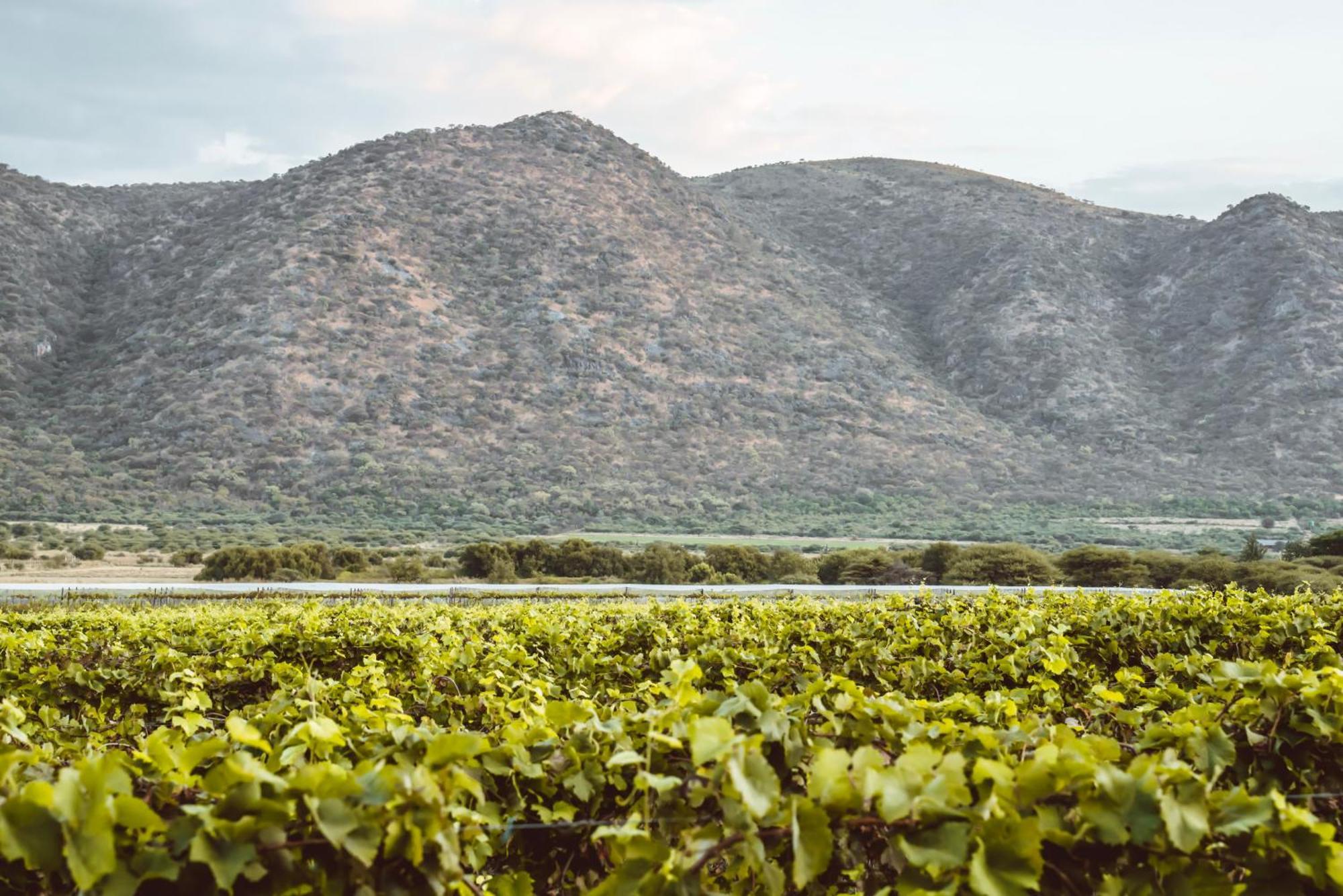Otavi Vineyards Self-Catering & Camping ภายนอก รูปภาพ